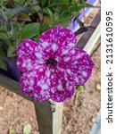purple virgo petunia flower... | Shutterstock . vector #2131610595