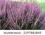 Blooming Wild Purple Common...