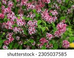 Small photo of Syringa microphylla in the park. Pink blossom of miniature lilac tree.