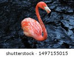Small photo of Phoenicopteridae is a wading bird family including flamingos and their close extinct relatives. Flamingos and their relatives are well attested in the fossil record, with the first unequivocal member