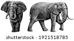 Elephant. Front And Side Views. ...