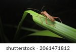 Small photo of this is a pest smeller grasshopper