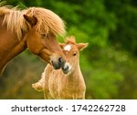 Small photo of A very beautiful chestnut foal of an icelandic horse is sniffling and tweaking it`s sorrel mother, grooming