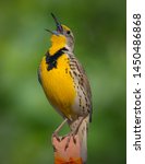 Small photo of Photo of Western Meadowlark in Song
