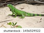 A Green Iguana Lizard Sitting...