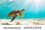 Photo of sea turtle in the...