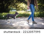 Small photo of Border collie puppy on walk in park with owner. Young dog socialization on leash in urban green.