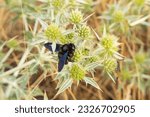 Species of violet carpenter bee or xylocopa violacea. Blue-black wood bee, xylocopa violacea, harvesting pollen on the flower of a wild thistle.