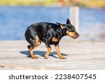 Small photo of A frightened black miniature pinscher dog walks on a wooden deck against the backdrop of blue water.