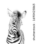 Sweet Baby Zebra. Watercolor...