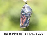 Monarch Butterfly Hatching From ...
