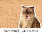 Portrait of a beige cat with a shocked expression on a colored background. Cat face meme concept