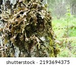 Small photo of Moss and lichens on the bark of a tree in a spruce taiga forest. Karelia, Orzega. Lobaria Lobaria is a genus of lichenized ascomycetes belonging to the Lobariaceae family. Thallus foliose