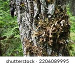 Small photo of Moss and lichens on the bark of a tree in a spruce taiga forest. Karelia, Orzega. Lobaria Lobaria is a genus of lichenized ascomycetes belonging to the Lobariaceae family. Thallus foliose.