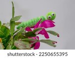 Small photo of googly eyed pom pom pipe cleaner wriggly caterpiller funny character hand made on a flowering cactus