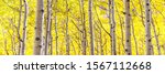 Small photo of Panorama of aspen forest in peak autumn beauty with gold yellow leaves as far as the eye can see in Lockett Meadow, Flagstaff, Arizona. Aspens changing leaves in backlight