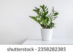 Small photo of Zamioculcas, or Zanzibar gem plant in a white flower pot on a white table, home gardening and minimal home decor concept with copy space