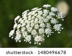 Close Up Of Queen Anne's Lace...