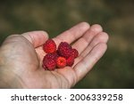 A Handful Of Raspberries In The ...