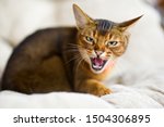 Small photo of restless animal. An Abyssinian cat hisses at the camera, exposing and showing fangs. The animal is embittered