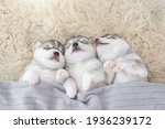 Three Of Siberian Husky Puppies ...