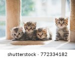 Group Persian Kittens Sitting...