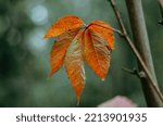 Small photo of Orange virgina creeper leaf close up with bokeh background
