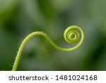 Close Up Of A Green Spiral...