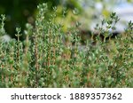 Small photo of Thyme or Thymus vulgaris - perennial herb with tiny aromatic leaves. Macro image of fresh green thyme growing outdoors in the garden, selective focus.