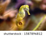 Slim seahorse in the aquarium (Hippocampus reidi), also known as long-snouted seahorse. Wild animal