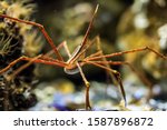 Arrow crab in the aquarium. Macro photography. (Stenorhynchus seticornis) Large