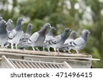 Group Of Messenger Pigeons...