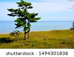 The beautiful sand dunes along the shores of Lake Michigan at Kohler Andrae Park at the end of summer when the beauty is at its peak of greenery.  A lone tree rises above the juniper bushes.  