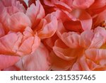 Small photo of Bouquet of stylish peonies close-up. Pink peony flowers. Close-up of flower petals. Floral greeting card or wallpaper. Delicate abstract floral pastel background