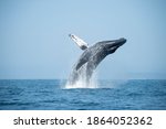 Big Humpback Whale Breaching Out of Water in ocean