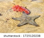 Small photo of A beaded seastar (Pentaceraster mammillatus) hunting a Spanish dancer (Hexabranchus Sanguineus), before releasing that it is distasteful as warned by its bright colours, in Inhaca Island, Mozambique