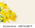 Big yellow flowers lilies on...