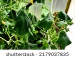 Small photo of Withered green cucumber leaves on adult plants in a greenhouse. Withering of leaves due to cucumber diseases or mistakes of the vegetable grower. The leaves hang like rags. Selective focus