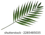 Tropical green palm leaf...