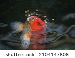 Small photo of A red koi fish is opening its mouth to suck food on the water surface in the pool.