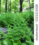 Small photo of Natural green Ostrich Fern leaves, in the forest of Mount Tammany, Delaware Water Gap, USA. Matteuccia struthiopteris. Background of green plants, nature, environment, wildness.