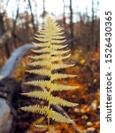 Small photo of Autumn colors. Ostrich Fern turning from green to light golden brown, in the forest of Mount Tammany, Delaware Water Gap, USA. Matteuccia struthiopteris. Fall foliage, Nature, environment, wildness