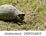 Small photo of Closeup of giant adorable turtle armor in zoo. Exotic animal on grass in Africa. Lazy, slow, small, tropical, passive, tardy, endangered pet. Patience. Tortoise walking in zoo. Survival outdoors. Leg.