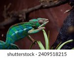 Small photo of Beautiful domestic chameleon. Exotic colorful blue green reptile in terrarium. Close up of tropical pet. Lizard in nature. Slow predator. Camouflage, transformation, adaptability, change. Tardy pets.