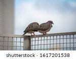 Turtledoves Couple On The Fence ...