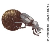African Dung Beetle Rolling Ball