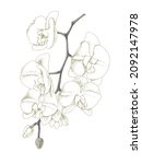 white orchid isolated on white... | Shutterstock .eps vector #2092147978