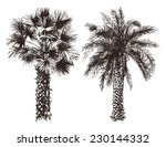 2 Hand Drawn Palm Trees In...