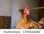 Small photo of Close view on the head of a cute red laying hen in the peanut gallery of an organic free range in Midi-Pyrenees, Southern France, having the beak open and featuring light brown and white feather