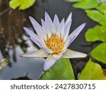 Small photo of a new gloom purple lotus
